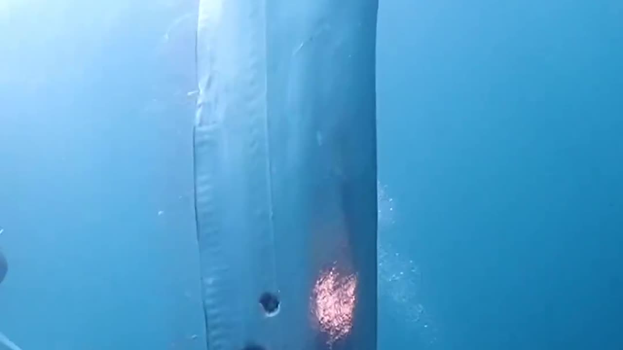 the rarely seen Oarfish. can grow to 11 meters (33ft) long