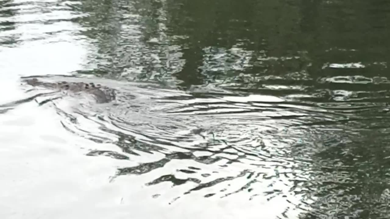 River crocodile
