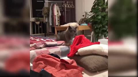 very cute. look what this cat is doing