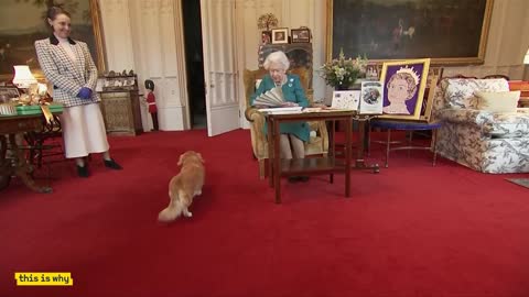 The Royal Corgis: How the Queen fell in love and where they will go now.