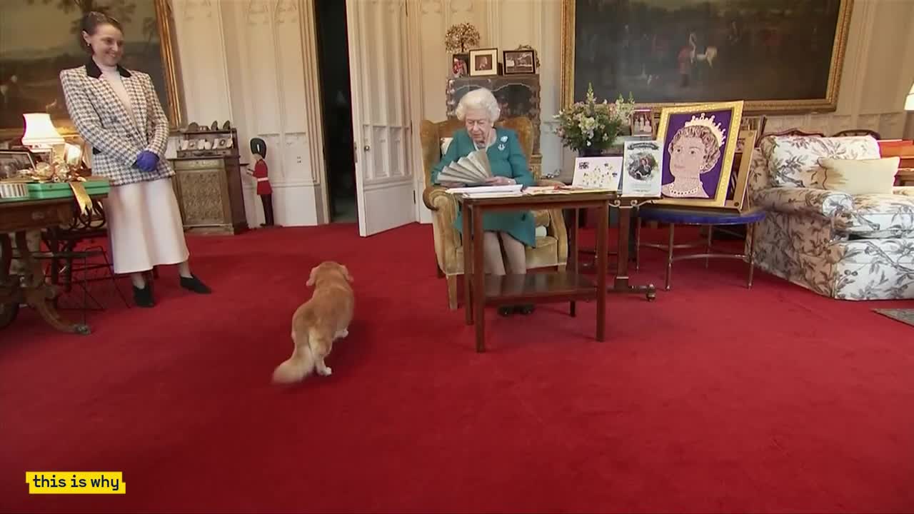 The Royal Corgis: How the Queen fell in love and where they will go now.