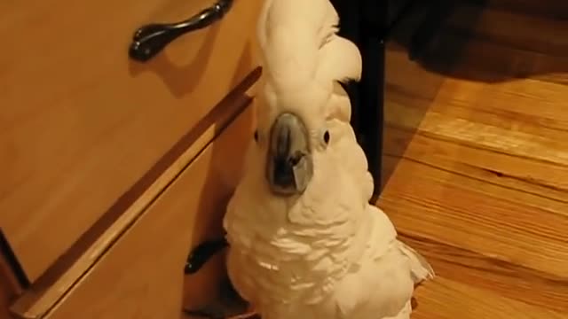 umbrella cockatoo going mad in kitchen floor.but a happy bird