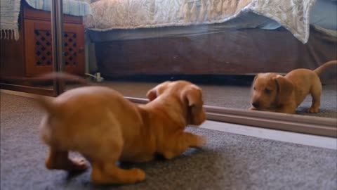 Baby Dogs cute dogs video