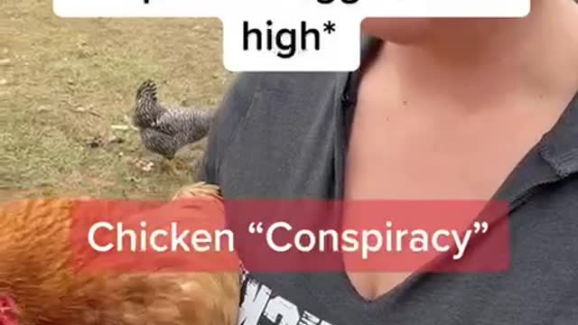 Chicken Conspiracy