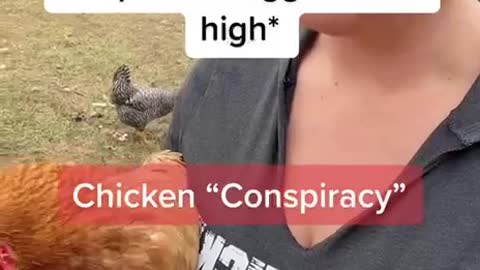 Chicken Conspiracy