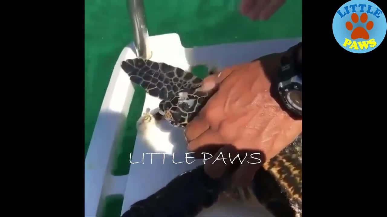 Barnacles are sometimes etched into turtle shells
