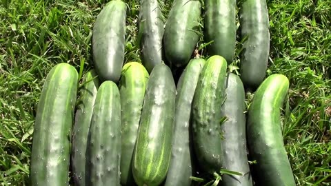 Marketmore 76 - A Great All Around Cucumber To Grow.