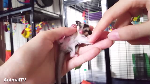 SUGAR GLIDERS Flying - Funny & Cute Compilation