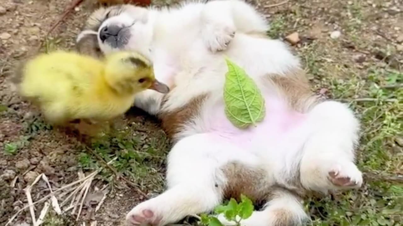 Cute and Cuddly Canine Chronicles: Watch These Pups Steal Your Heart!