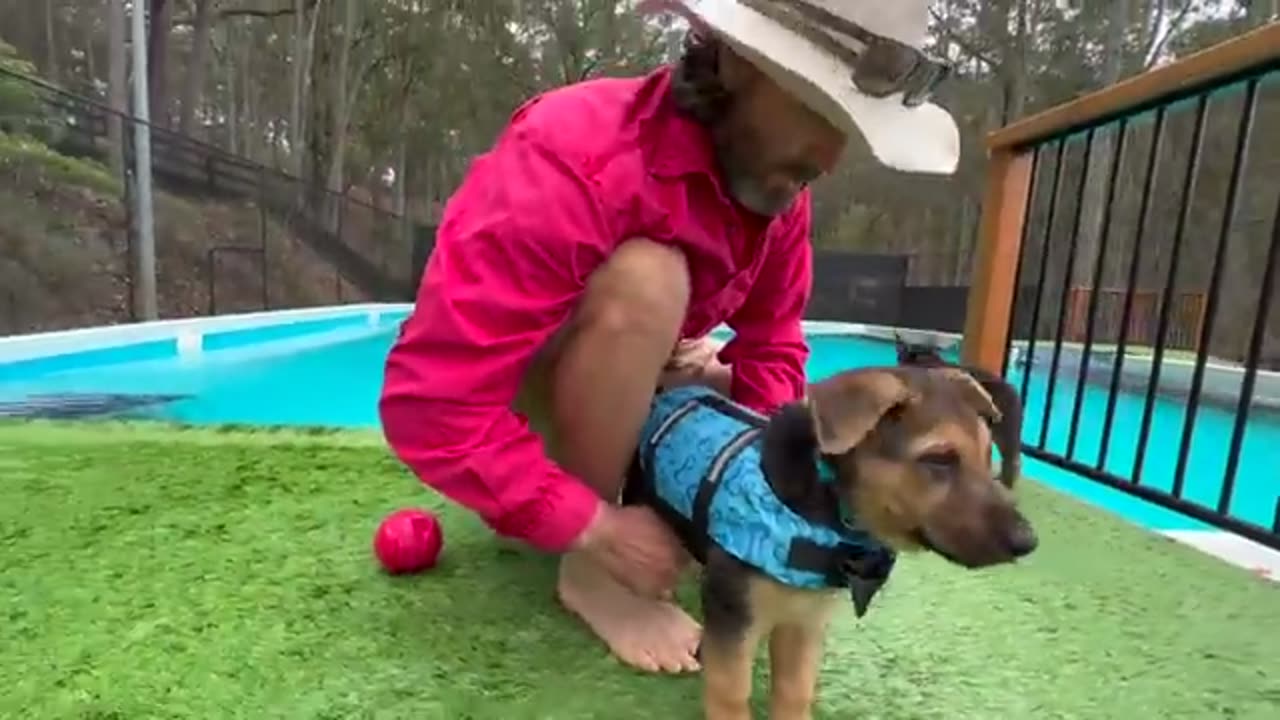 German Shepherd Puppies Learning to Swim!