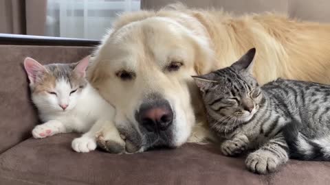 What does a Golden Retriever and Kittens sleep look like