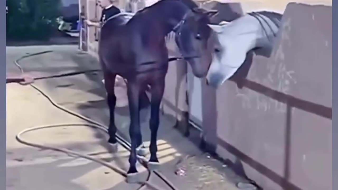 Funny Horse Kicking All