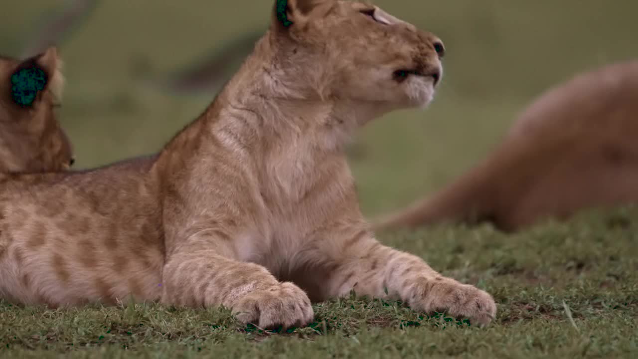 Lion Cub Lying Down