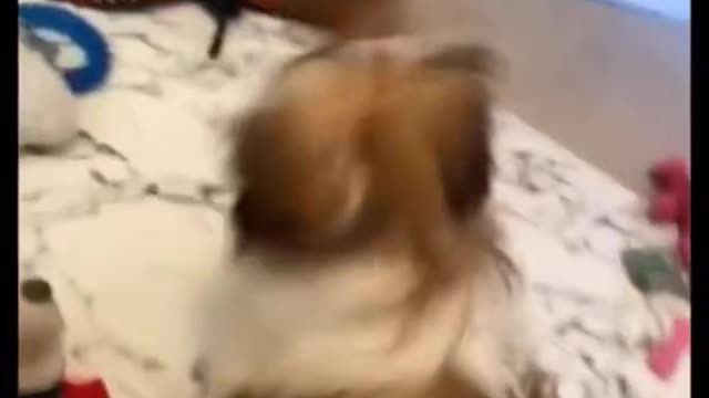 Make a make for the dog