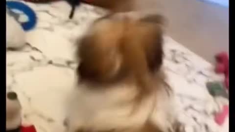 Make a make for the dog
