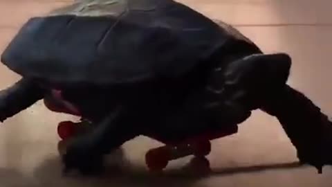 Fastest turtle searching for the rabbit for a rematch