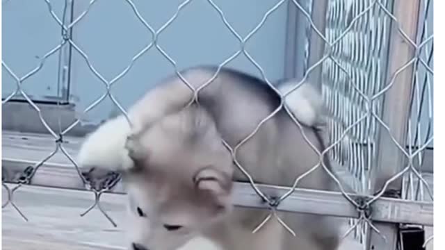 Cute Animals , Cute dog