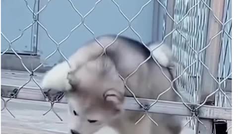 Cute Animals , Cute dog