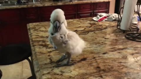 The Cockatoo Hide and Seek FUNNY PARROT VIDEO