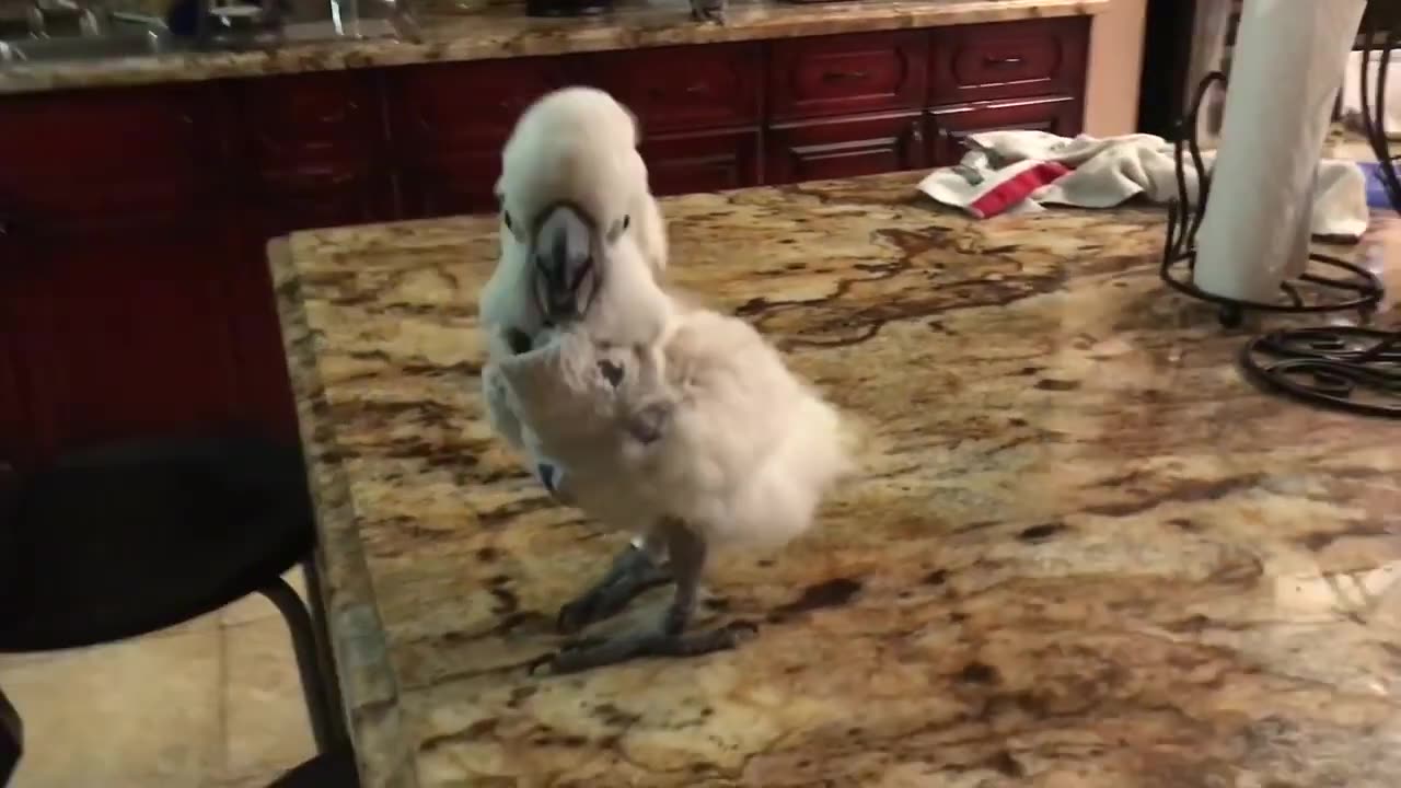 The Cockatoo Hide and Seek FUNNY PARROT VIDEO