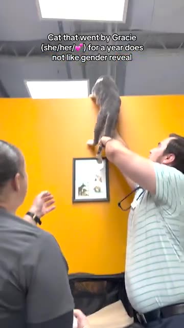 Pet Parents Get Surprised After Finding Out Cat's Gender