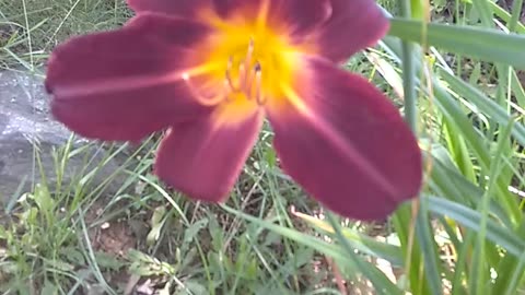 Daylily