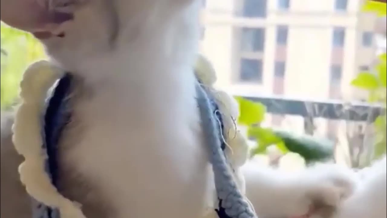 Top Funny Cute Cats Viral Clips😹 #trending #viral #funnycats #funnyanimal
