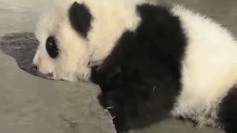 THE CUTEST BABY PANDA #4