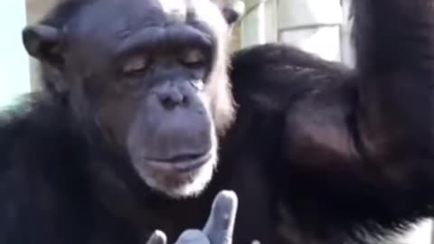 funny monkey scene funny 😂🤣 chimpanzee videos viral short 🤣