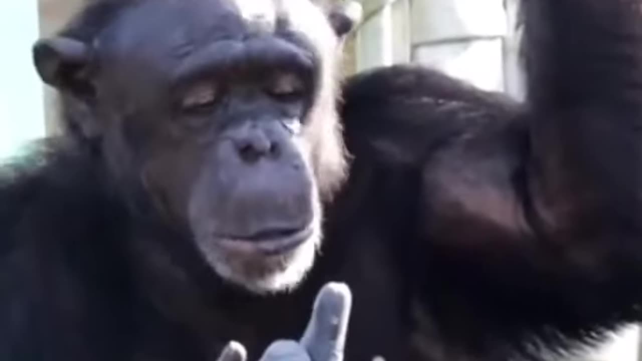 funny monkey scene funny 😂🤣 chimpanzee videos viral short 🤣