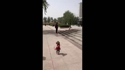 ANIMALS FUNNY VIDEO
