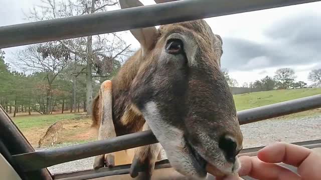 0:08 / 0:21 Georgia Wild Animal Safari