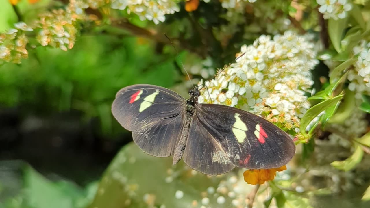 Heliconius melpomone butterfly