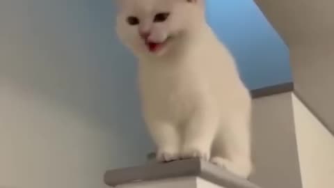 Cat cute laguhing video