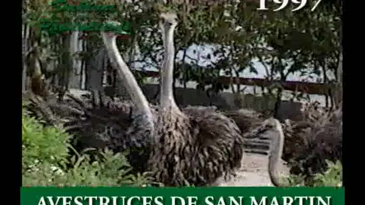 1997 M04 Viaje a San Martín - Avestruces en la isla de San Martin