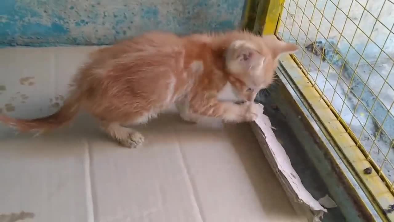 Mother Cat Has Adopted Orphan Kitten Now Kitten Is Beating Her Kittens