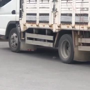 The cat 😸 caring the mouse 🐀 unbelievable