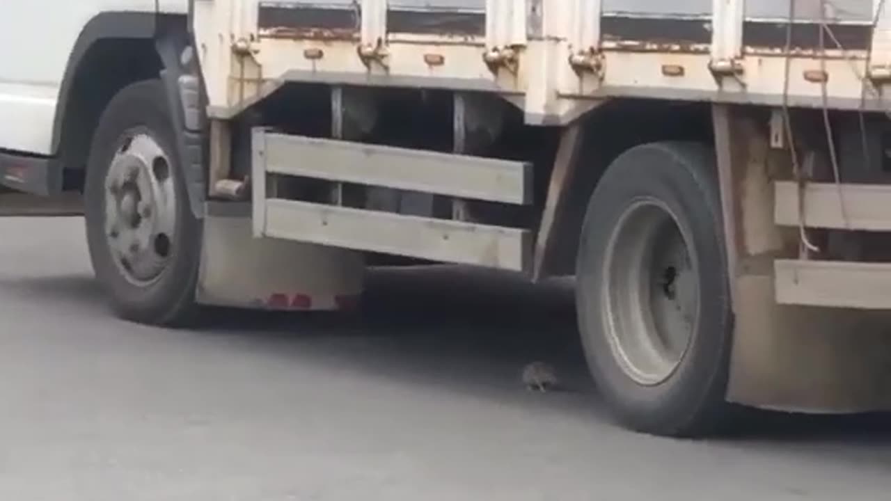 The cat 😸 caring the mouse 🐀 unbelievable