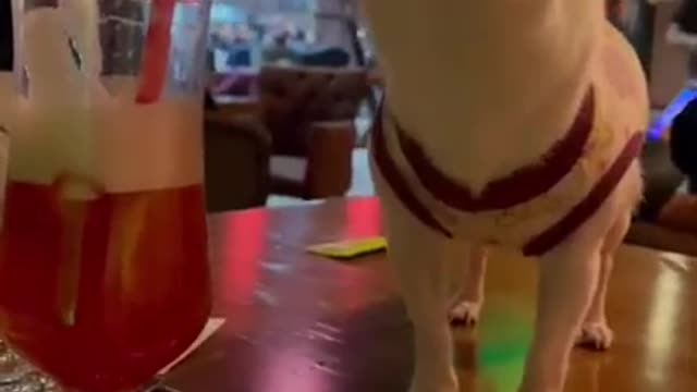 Smart dog want to drink cocktail