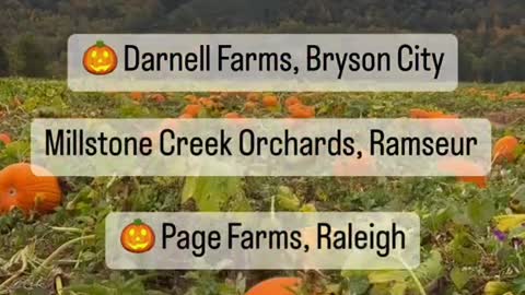 5 FABULOUS PUMPKINPATCHESIN NORTH CAROLINA