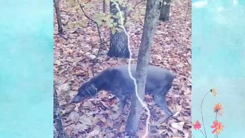 Time lapse dog...with effects (lots of effects)