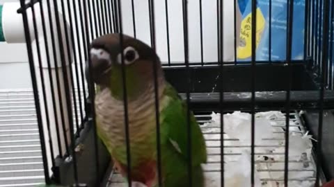 such a kind parrot