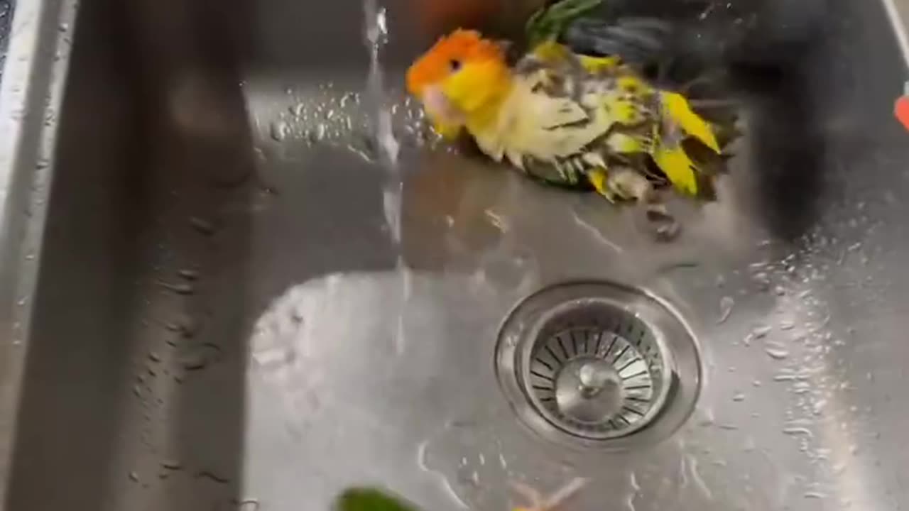 What is the style of birds?
