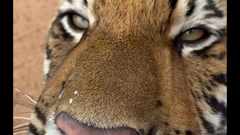 The keeper is Suckling the tiger