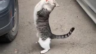 Cat Incredible