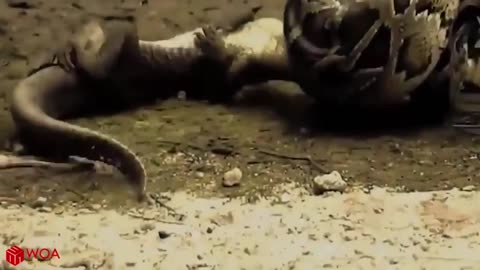 A huge snake eating a crocodile