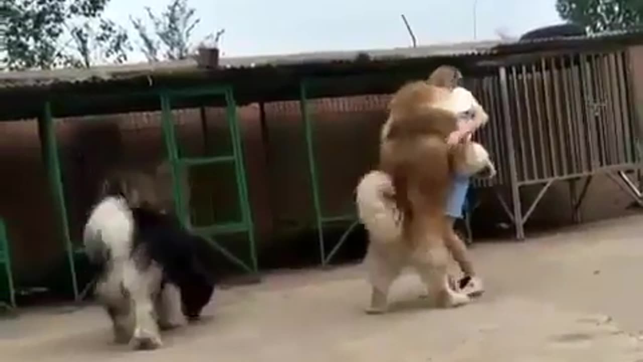 Cute and funny animals