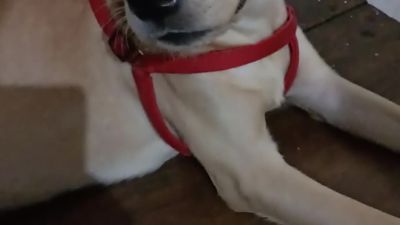 My Cute Dog Lucy🐶