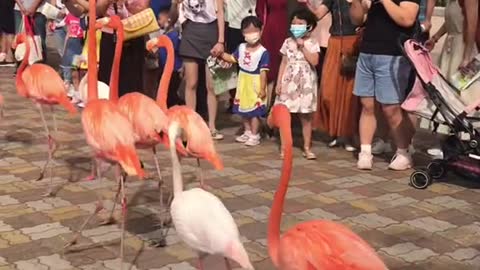 flamingos