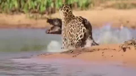 Lion vs Crocodile Fight